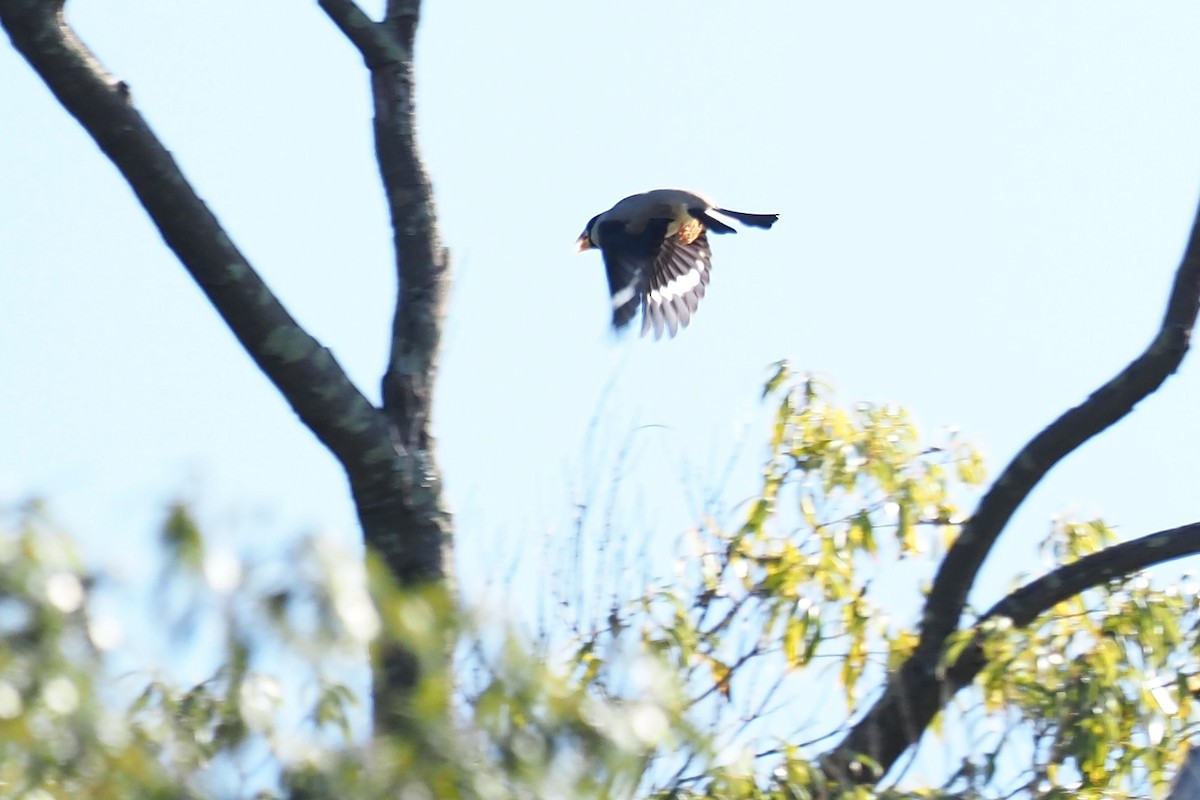 桑鳲 - ML646158648