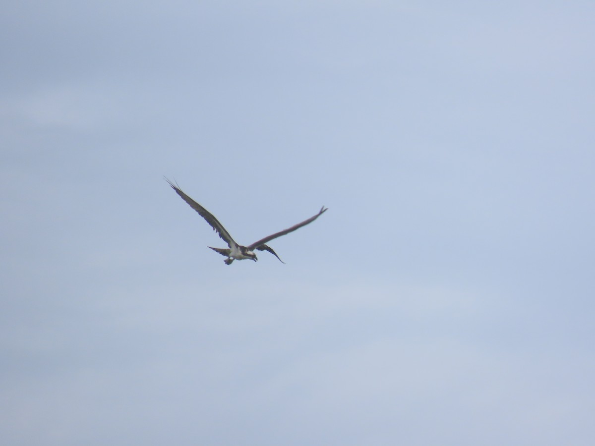 Osprey - ML646158652