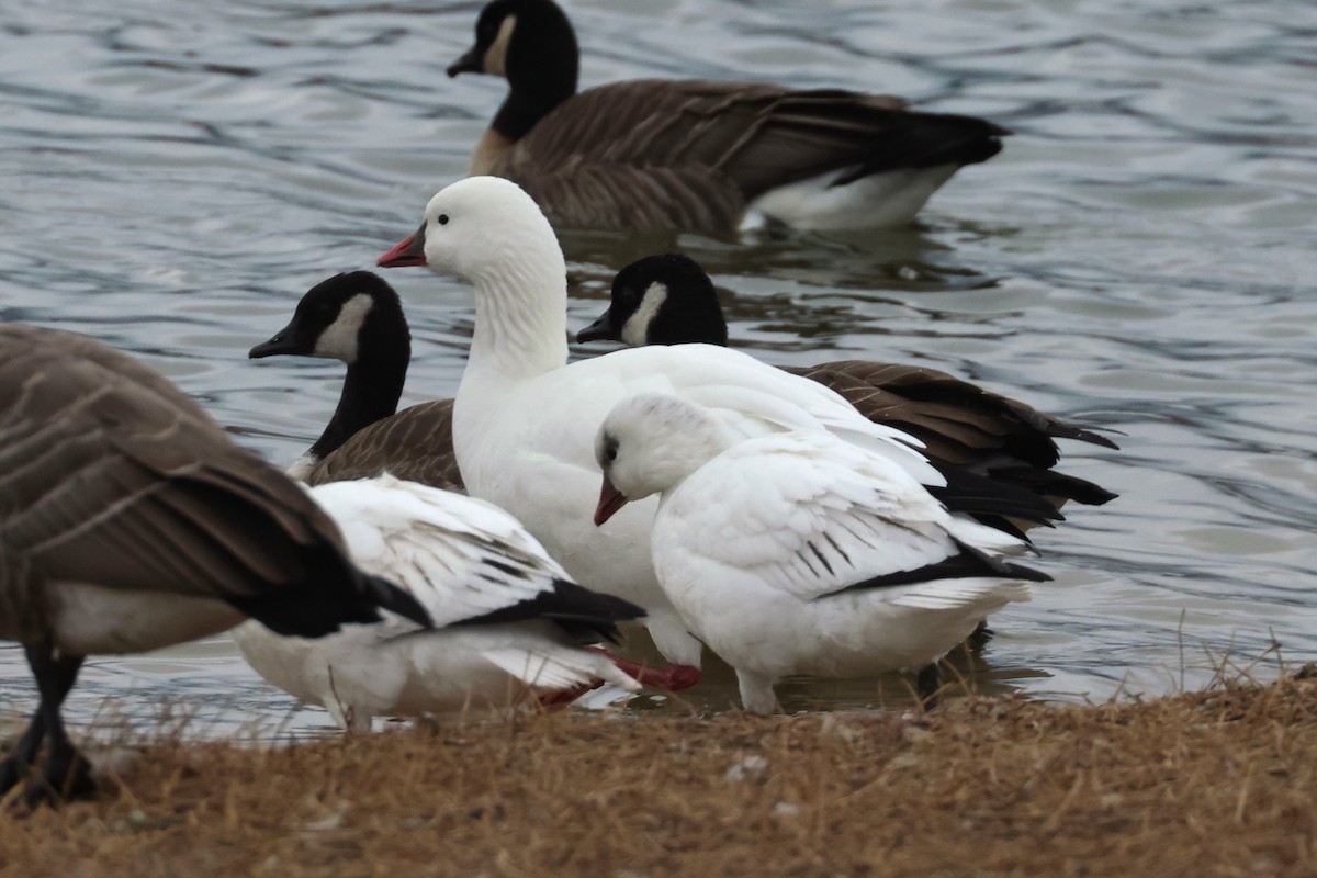 Snow Goose - ML646158655