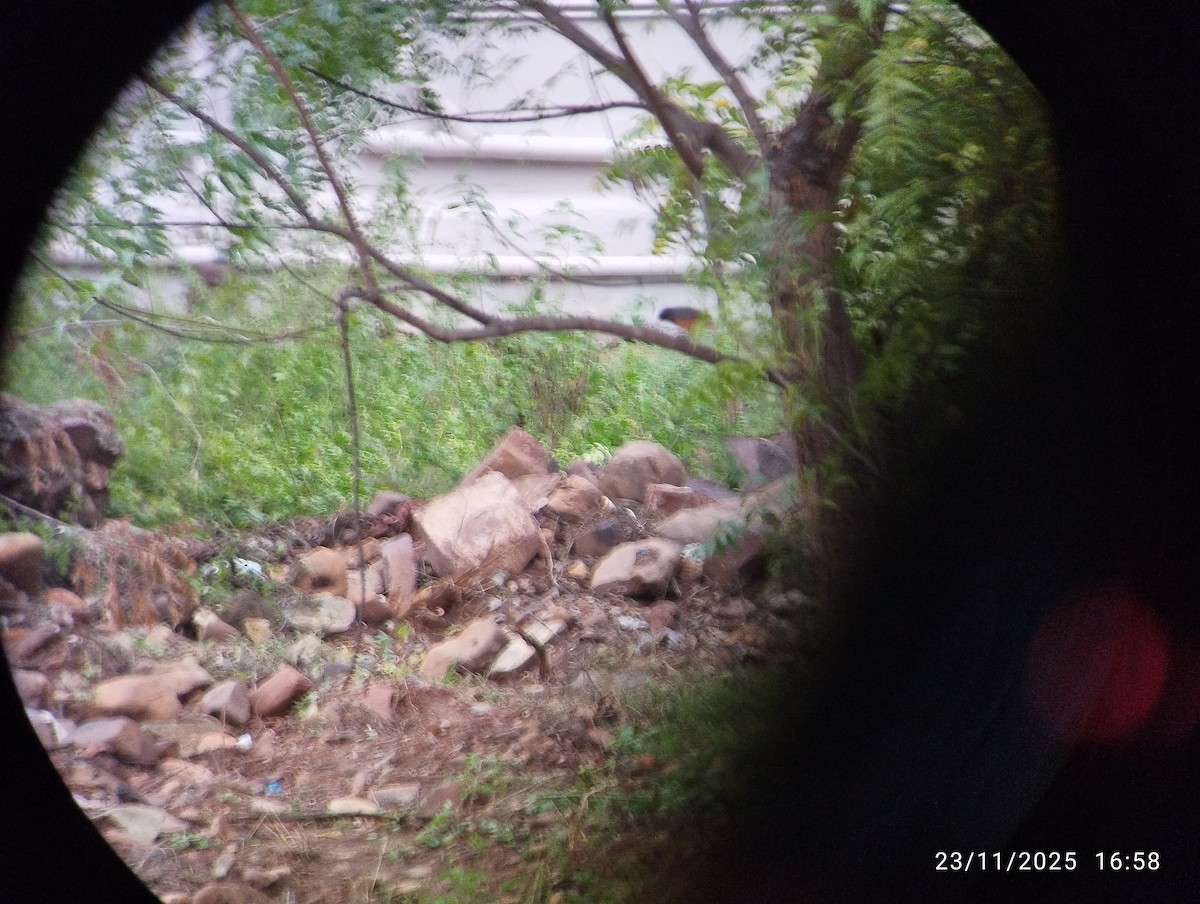 Black Redstart - ML646158660