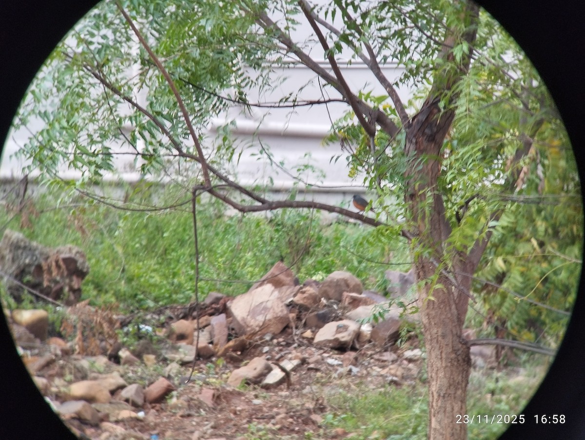 Black Redstart - ML646158664