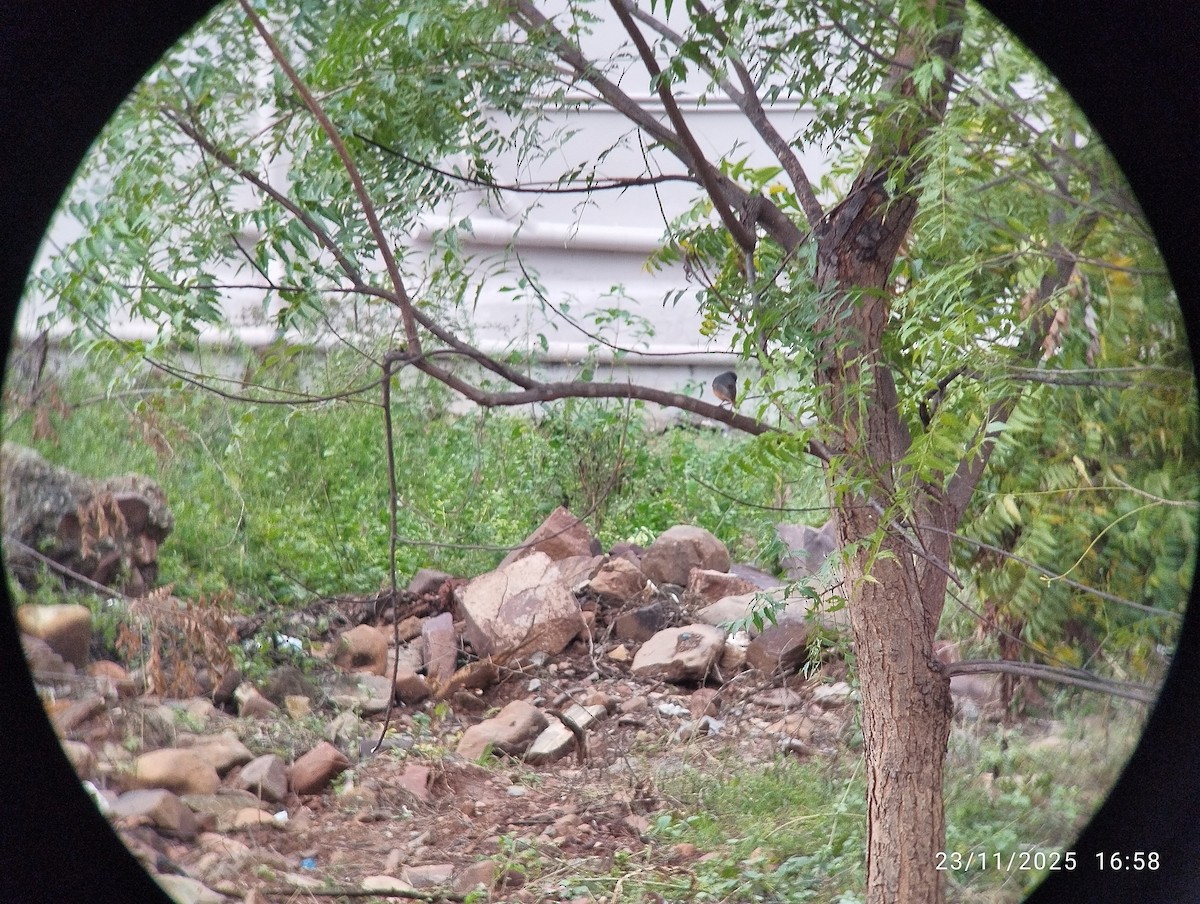 Black Redstart - ML646158667