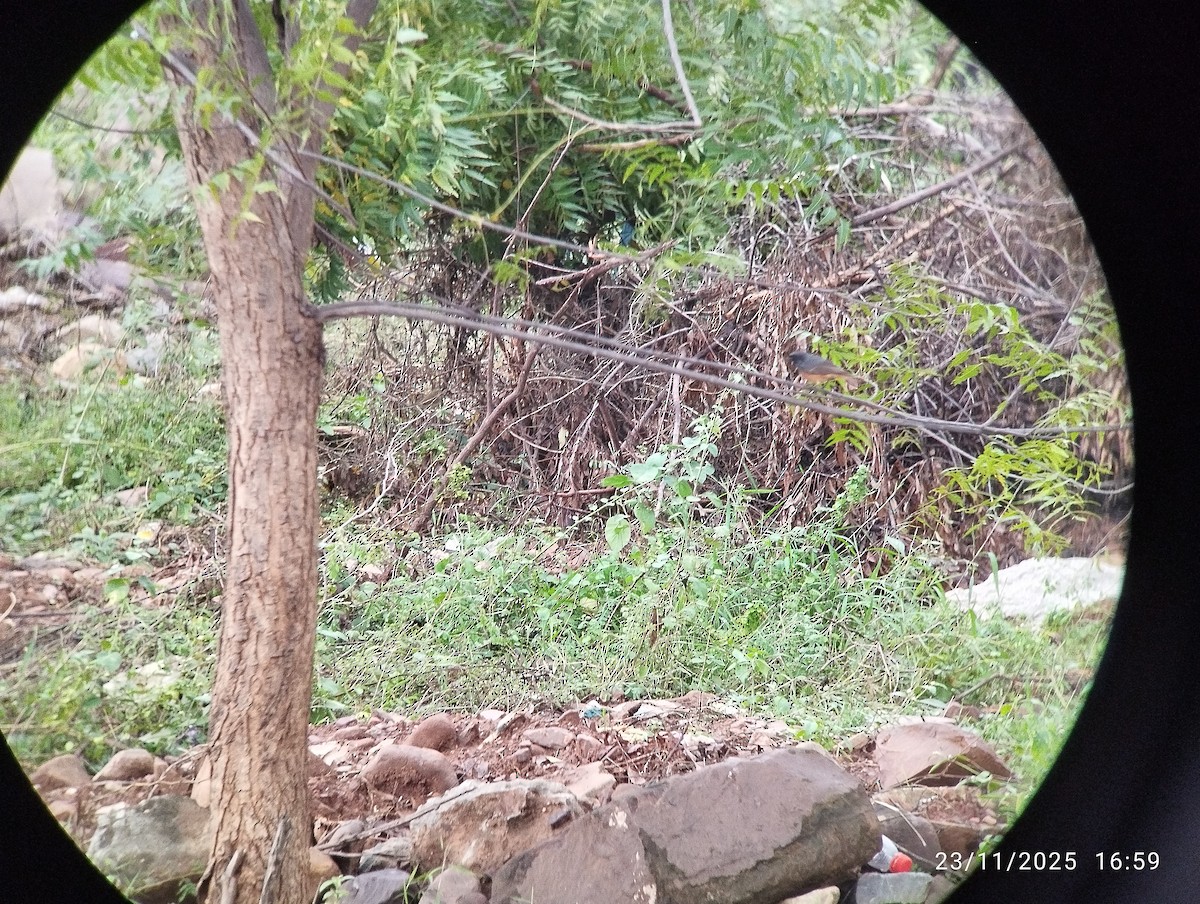 Black Redstart - ML646158668