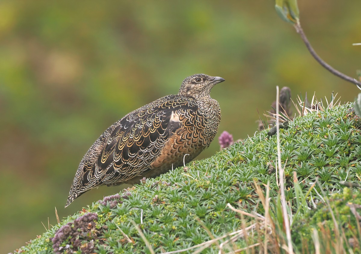 Rufous-bellied Seedsnipe - ML646158669