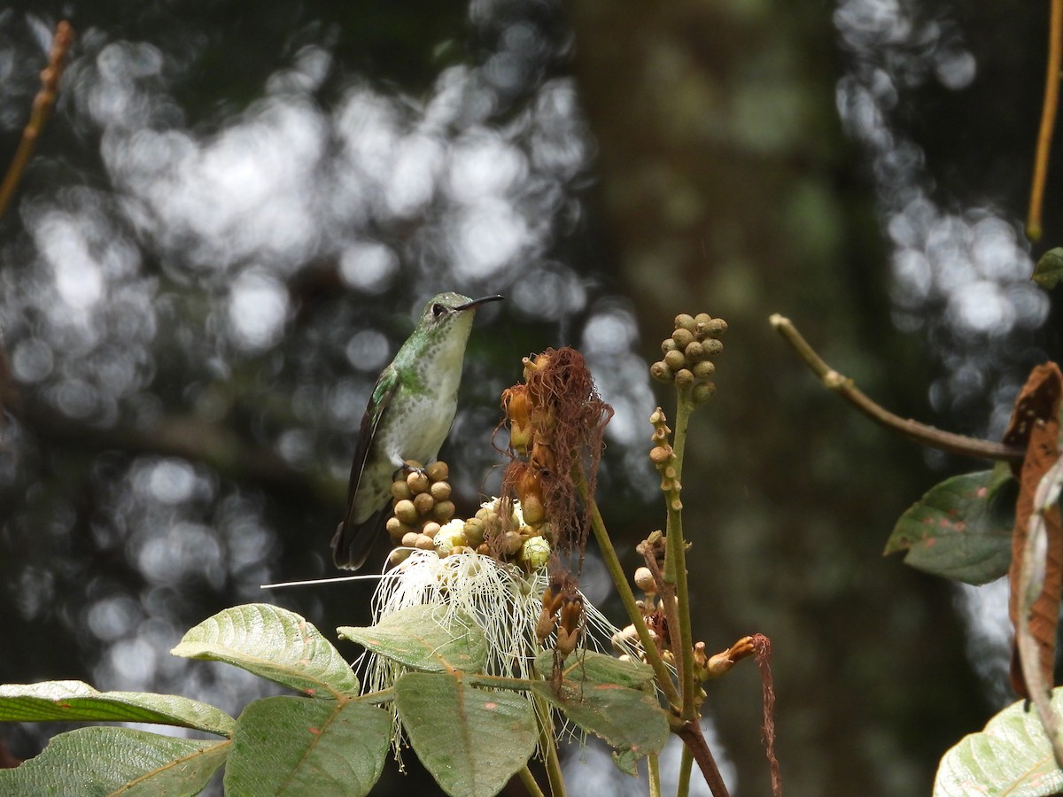 White-bellied Hummingbird - ML646158671