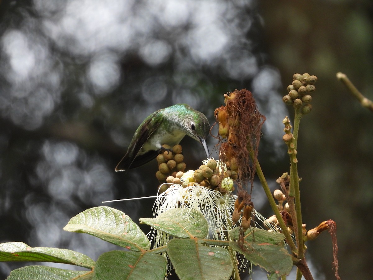 White-bellied Hummingbird - ML646158672