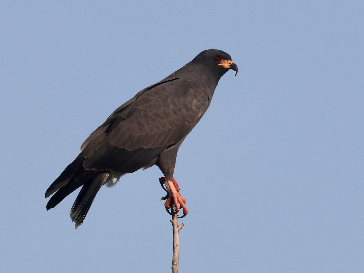 Snail Kite - ML646158682
