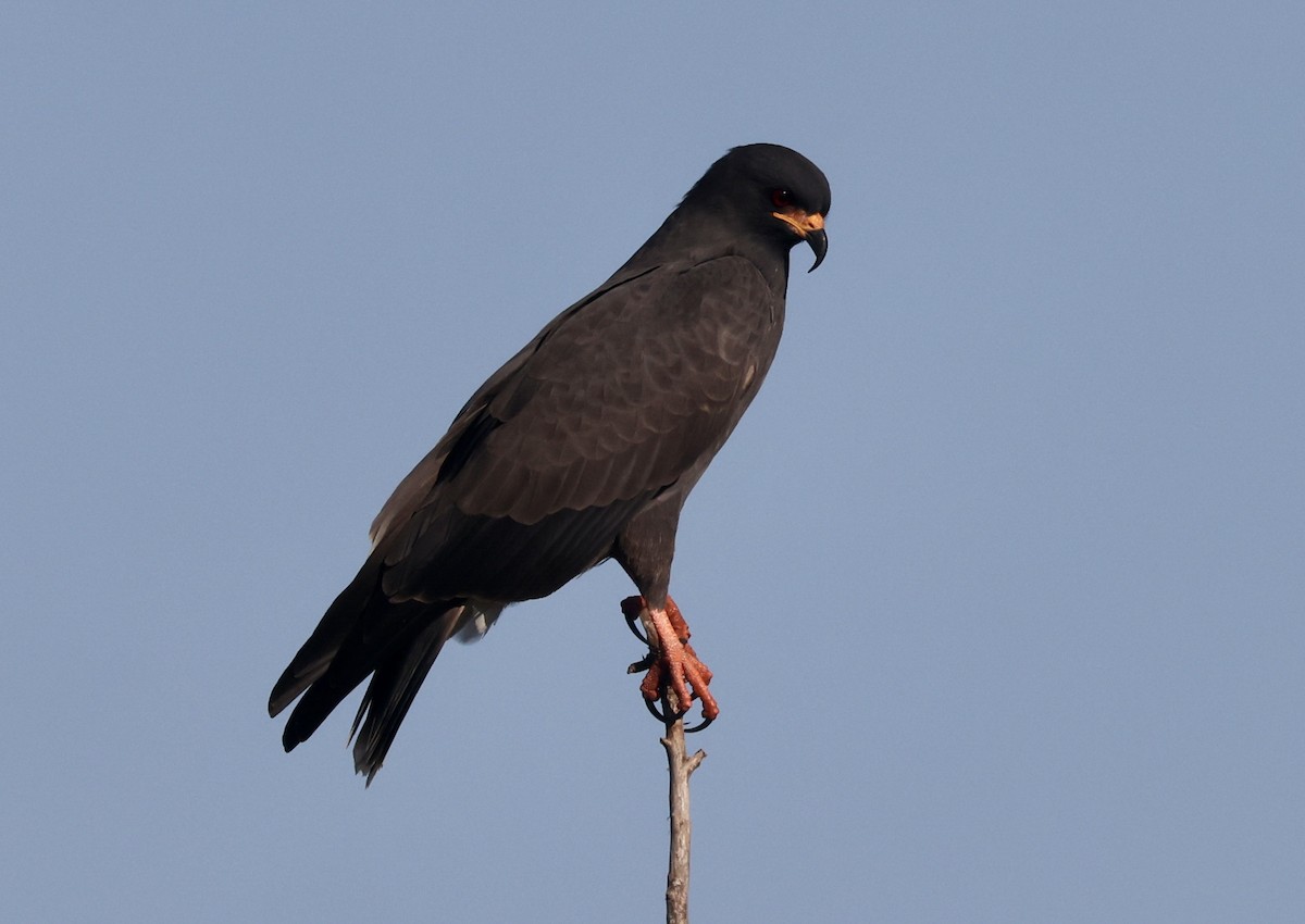 Snail Kite - ML646158683
