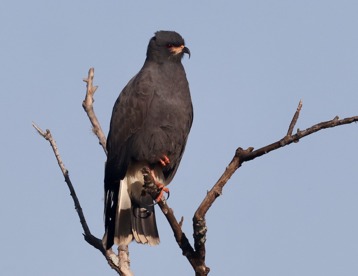 Snail Kite - ML646158684
