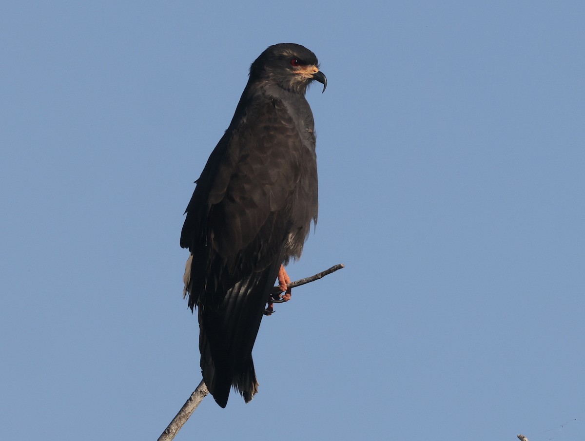 Snail Kite - ML646158686
