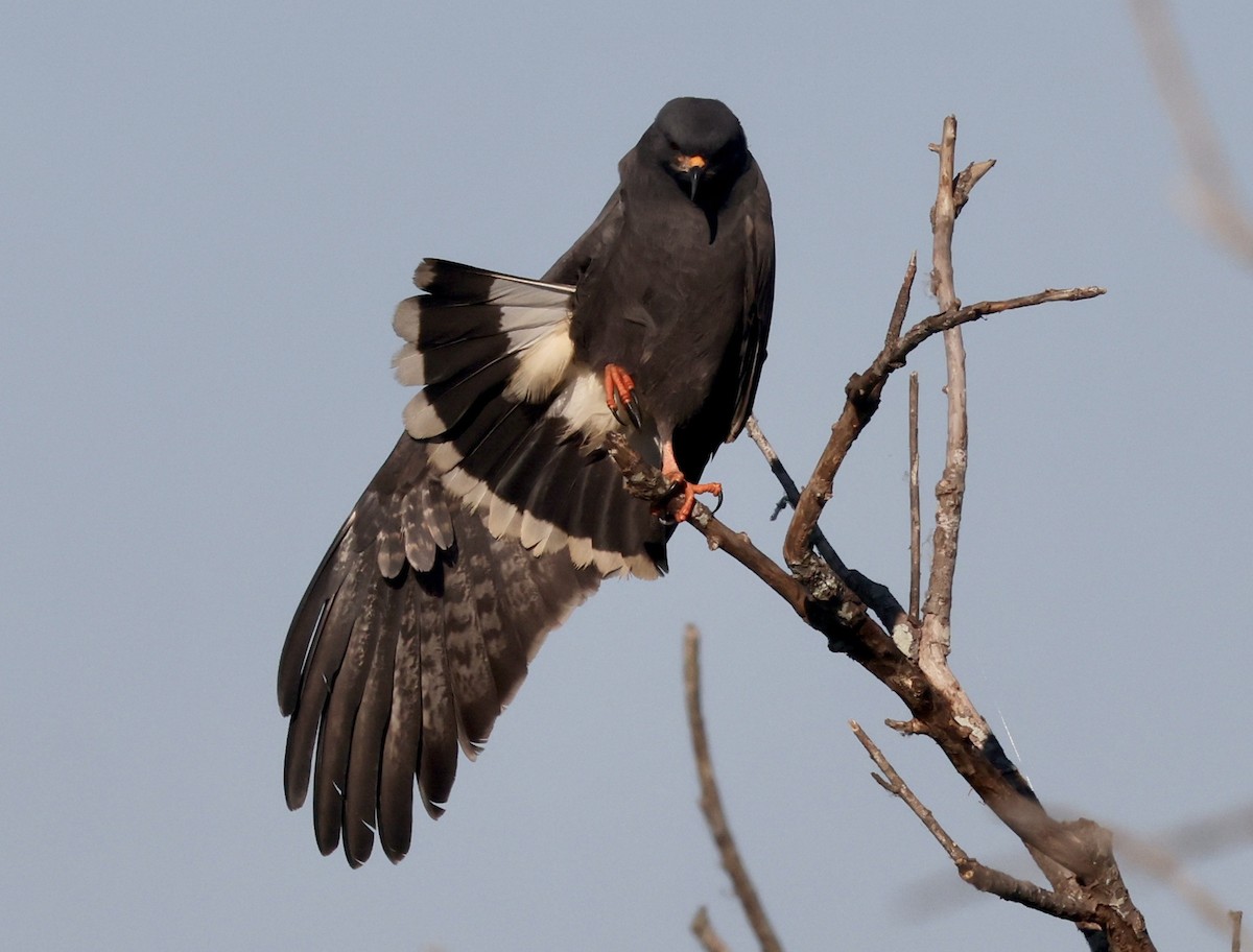 Snail Kite - ML646158687