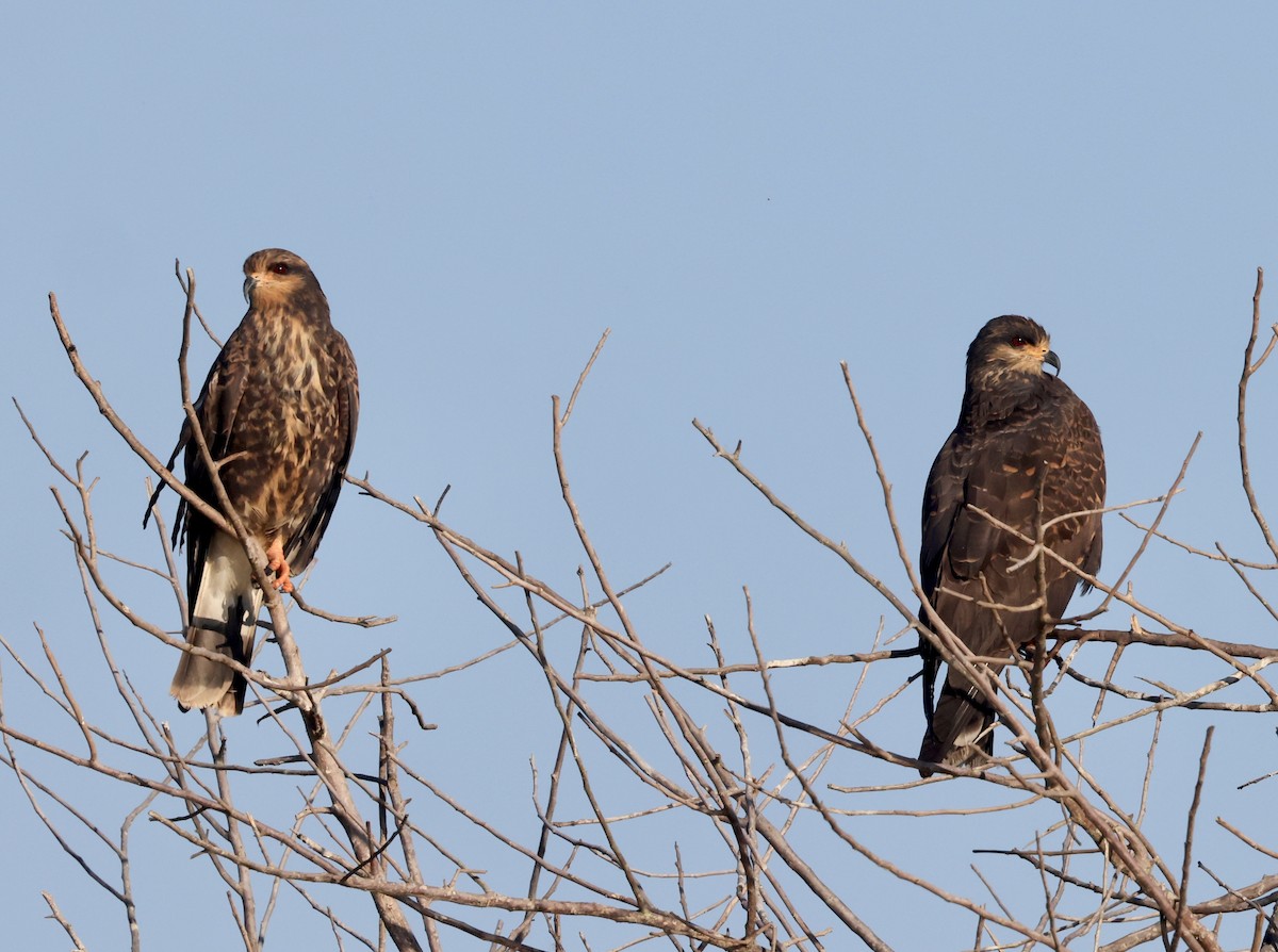 Snail Kite - ML646158701