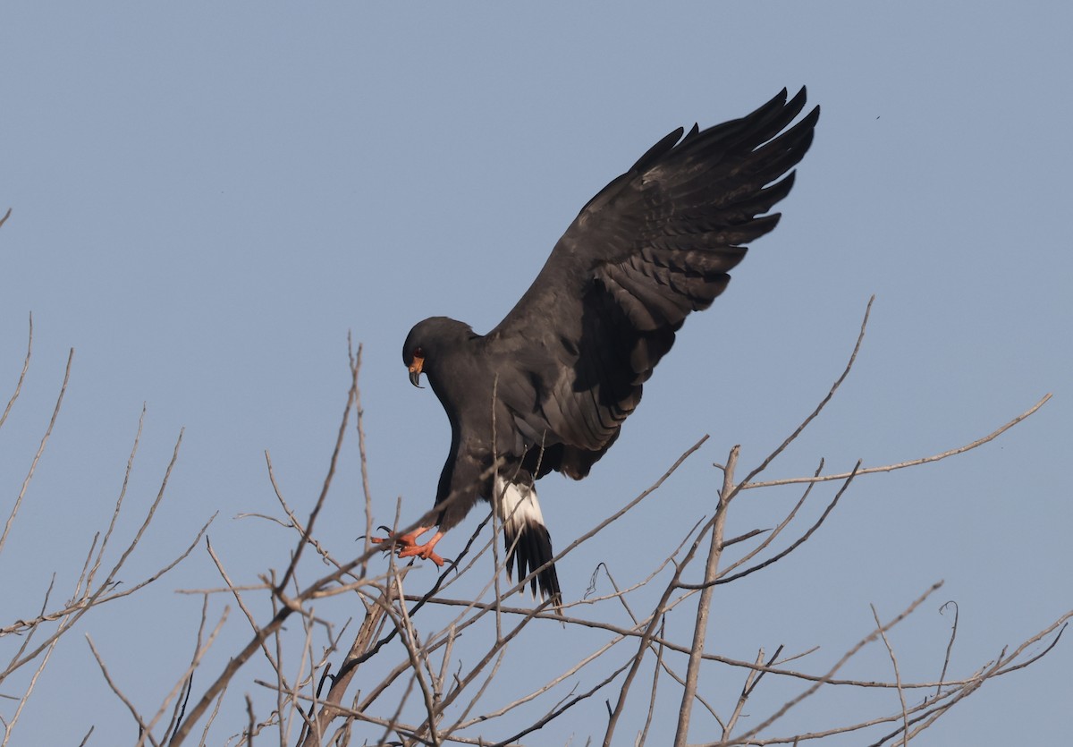 Snail Kite - ML646158703