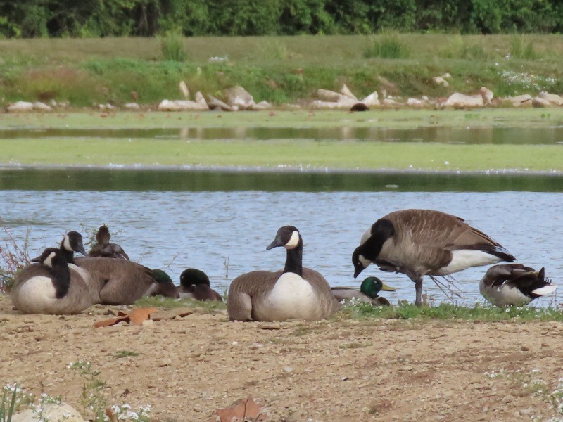 ברנטה קנדית - ML646158704