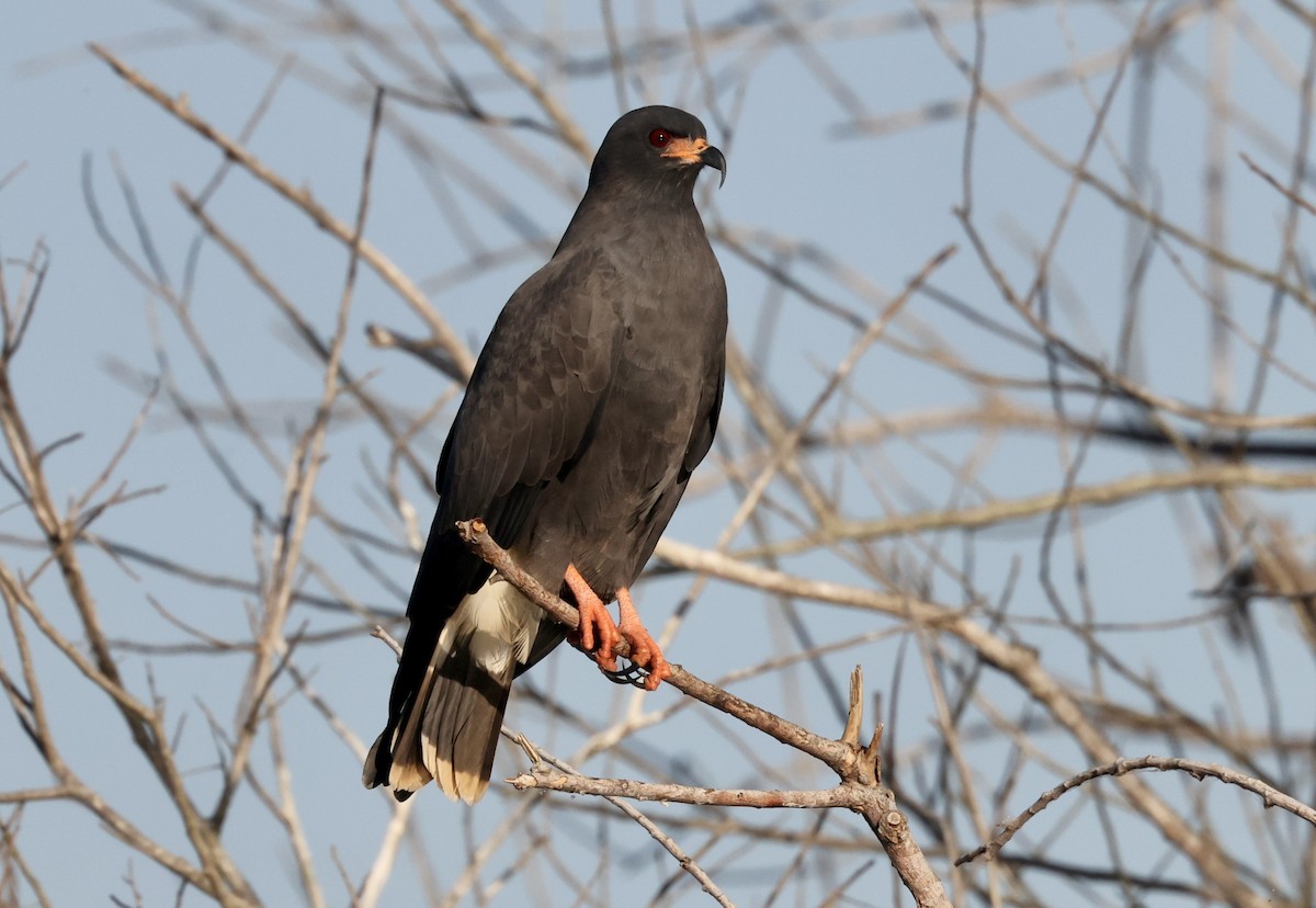 Snail Kite - ML646158705