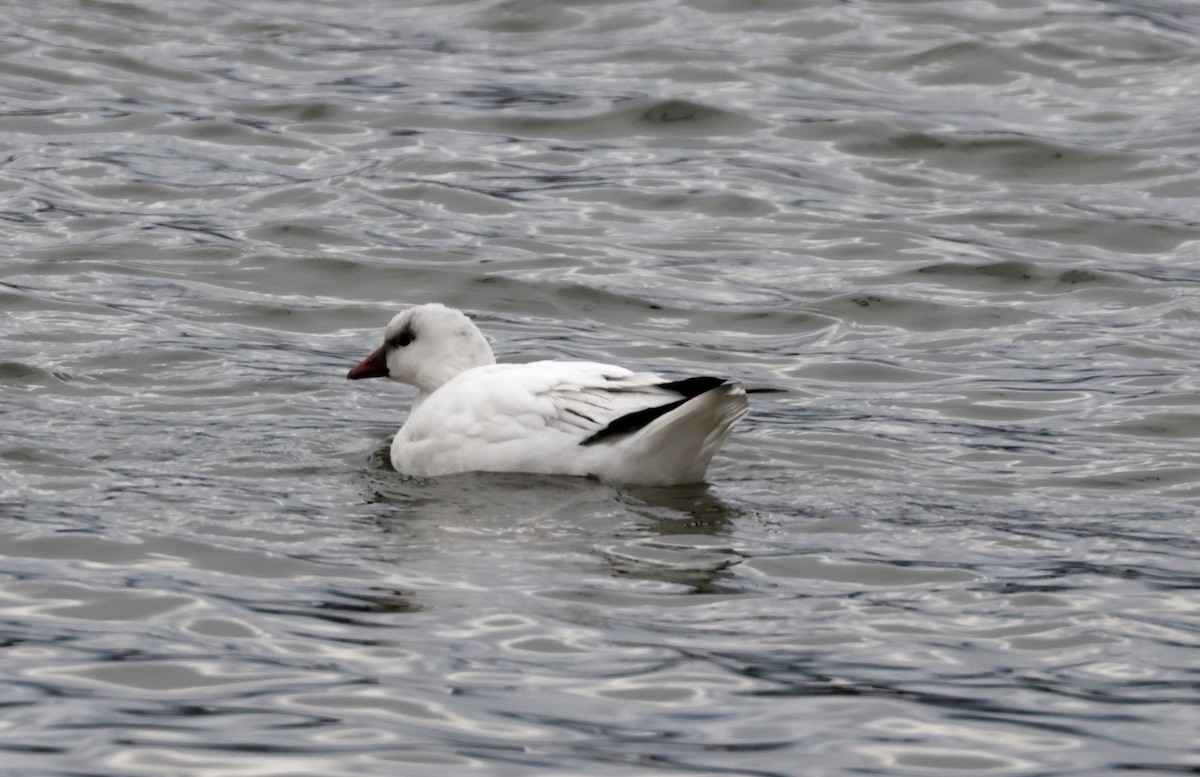 Ross's Goose - ML646158708