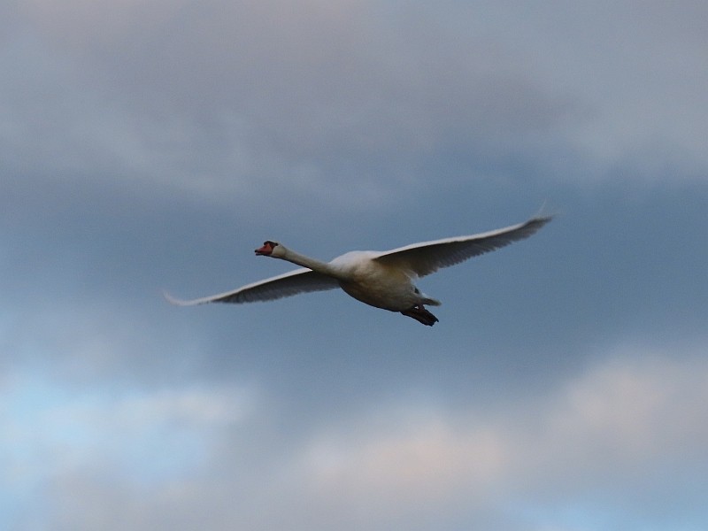 Cigno reale - ML646158709