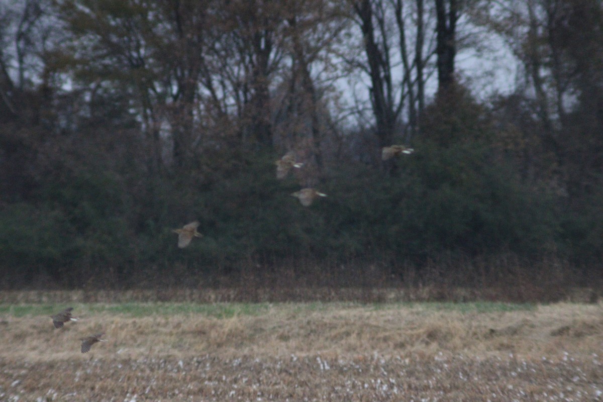 Eastern Meadowlark - ML646158711