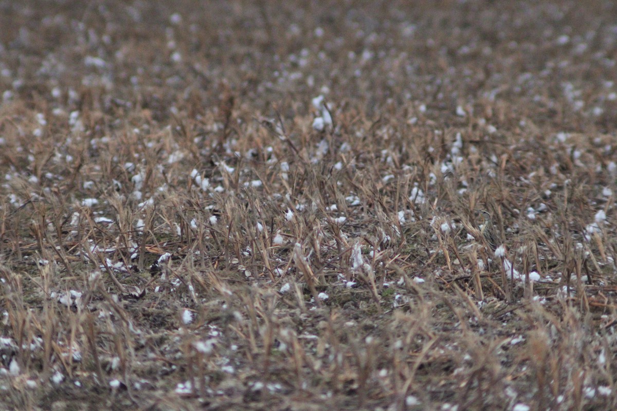 Eastern Meadowlark - ML646158712