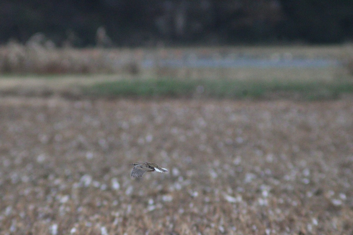 Eastern Meadowlark - ML646158713
