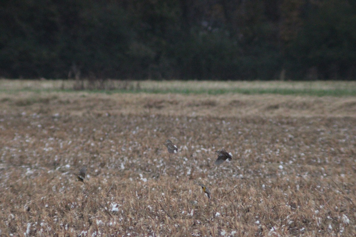 Eastern Meadowlark - ML646158714
