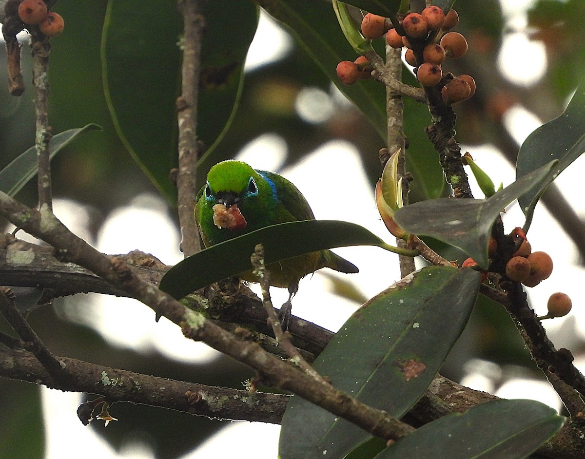 Blue-naped Chlorophonia - ML646158717