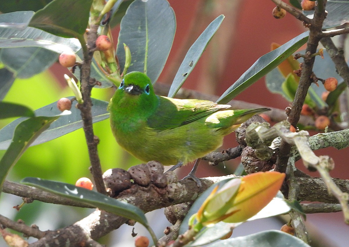 Blue-naped Chlorophonia - ML646158718