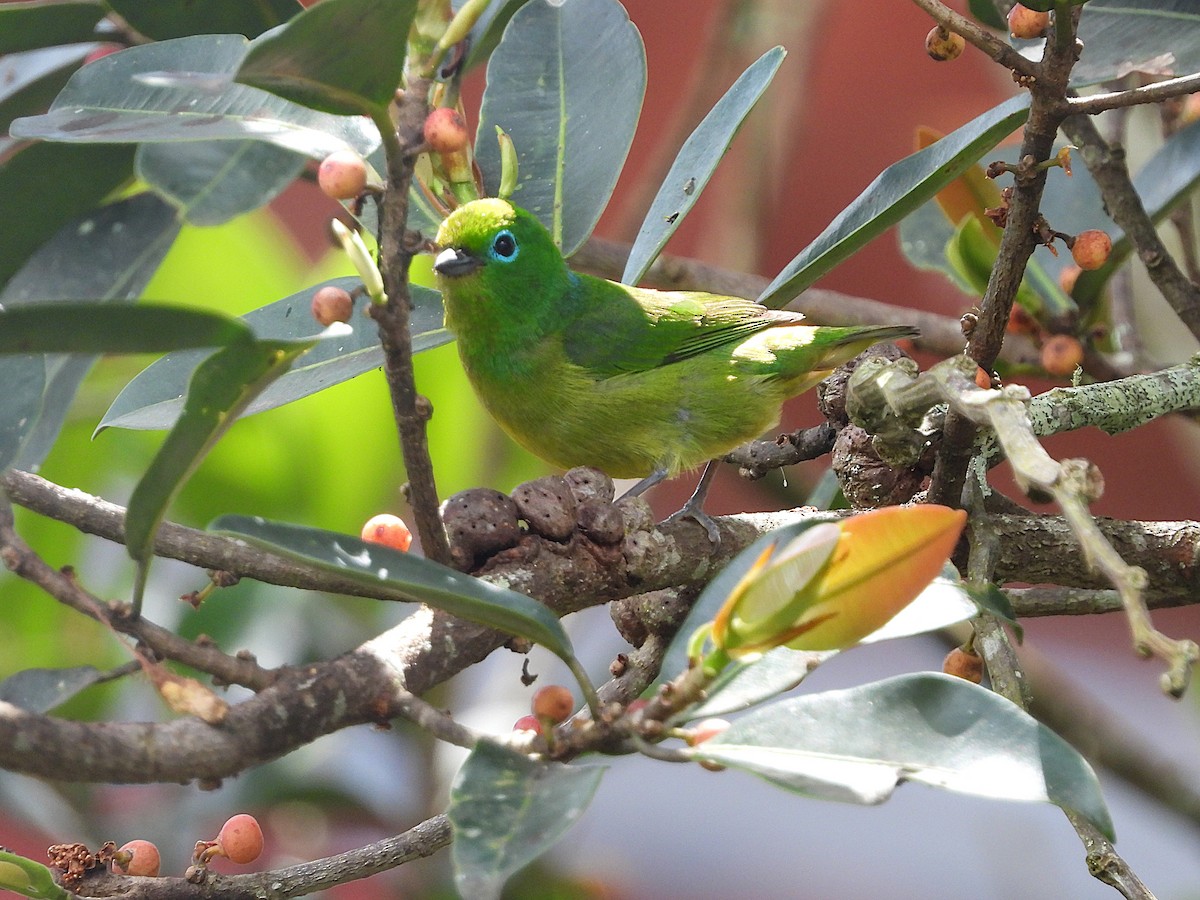 Blue-naped Chlorophonia - ML646158719