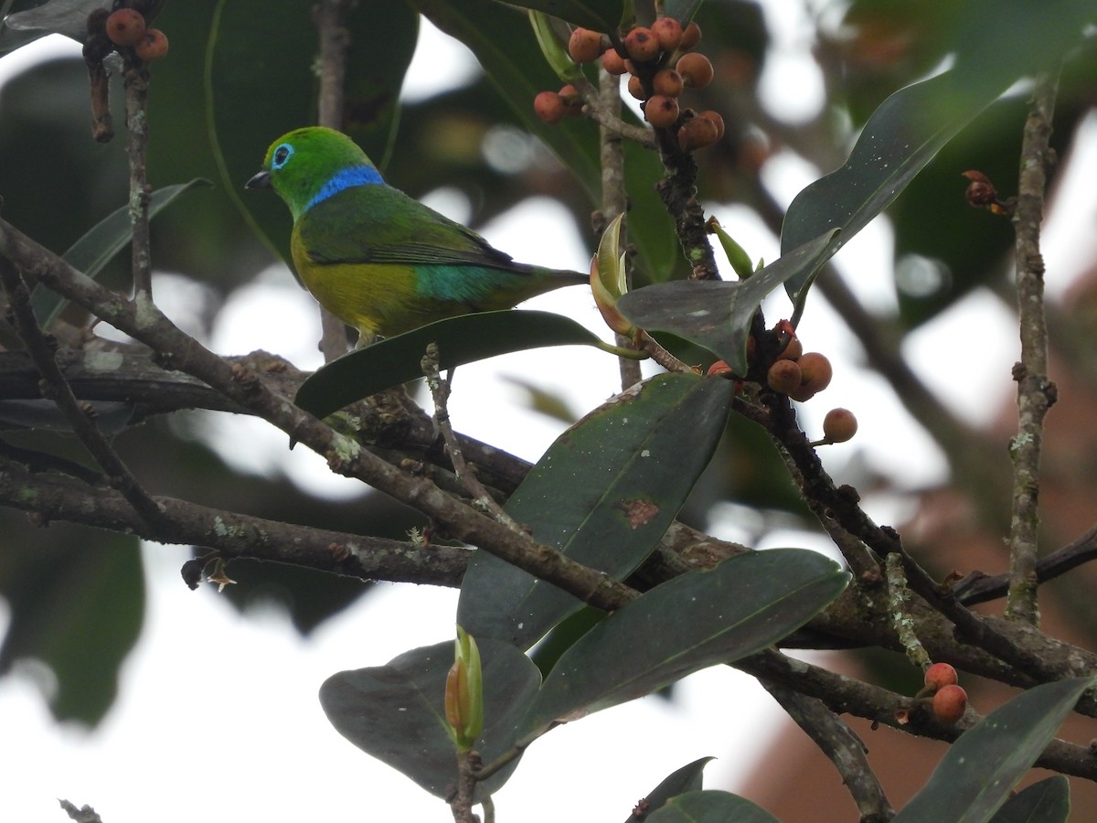 Blue-naped Chlorophonia - ML646158720