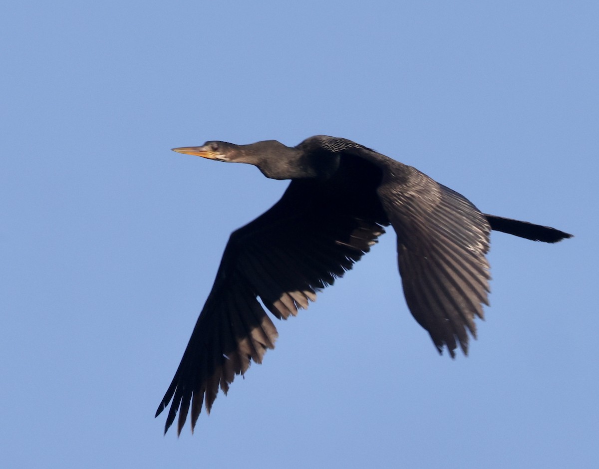 Anhinga - ML646158730