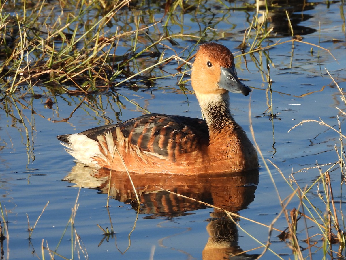 husička bažinná - ML646158731