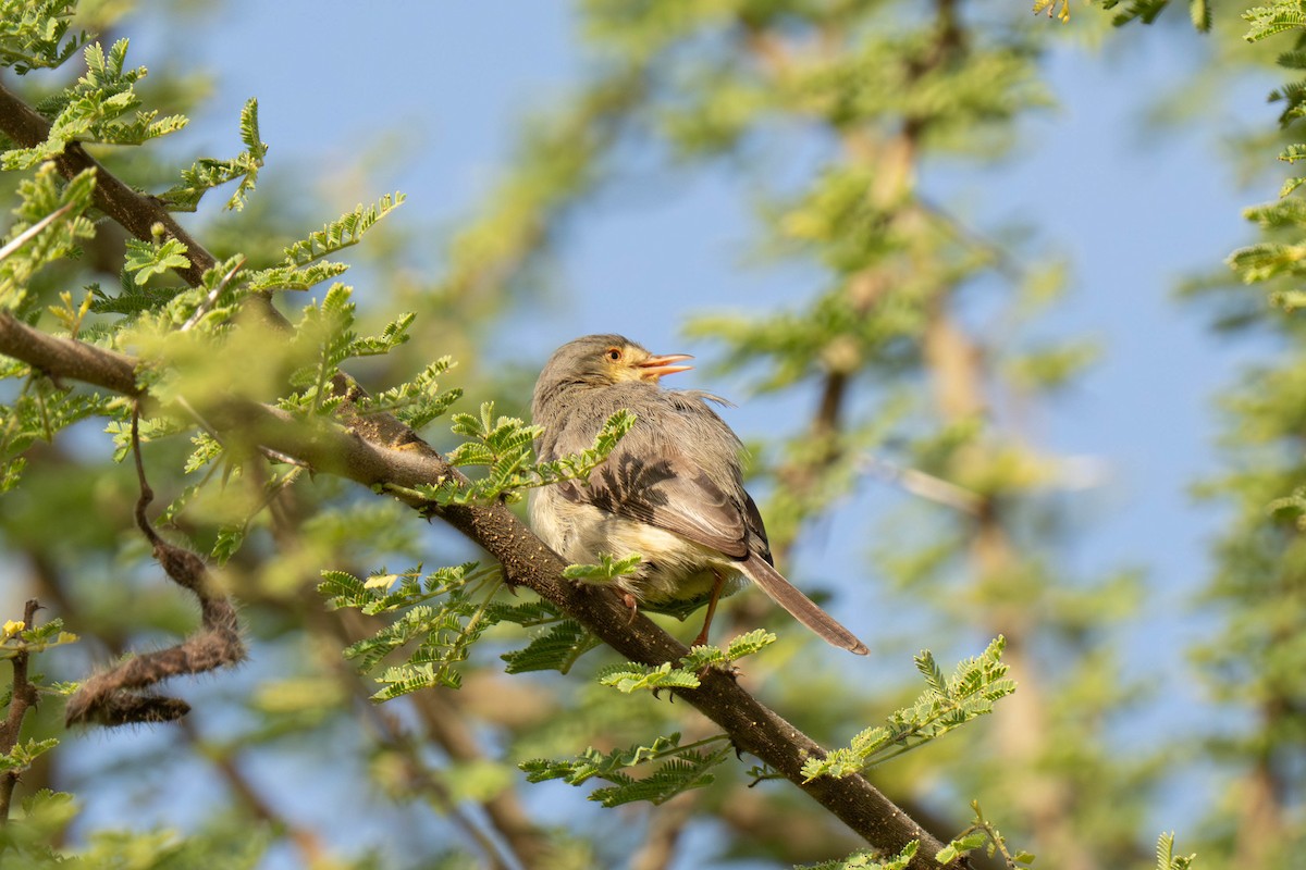Buff-bellied Warbler - ML646158750