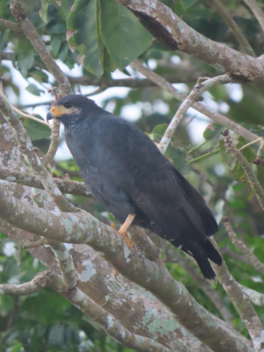 Common Black Hawk - ML646158759