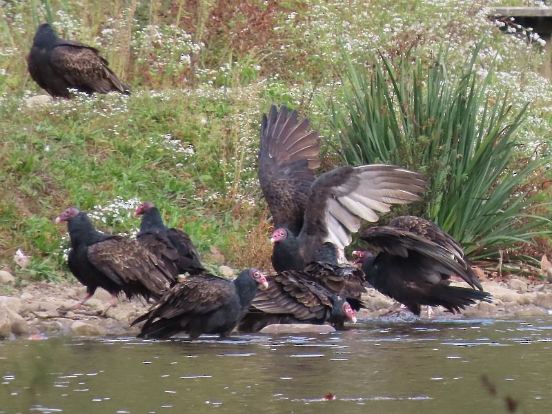 Urubu à tête rouge - ML646158761