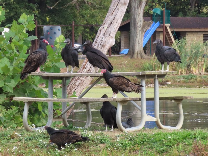 Black Vulture - ML646158775