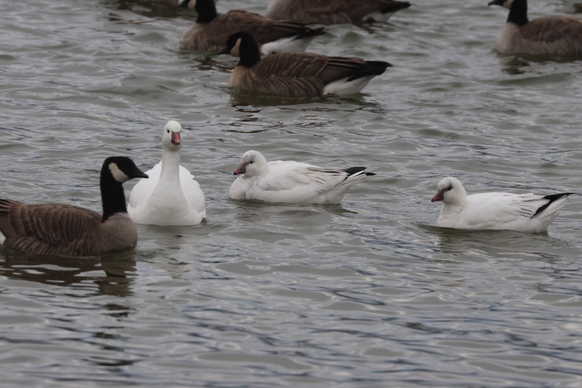 Ross's Goose - ML646158780
