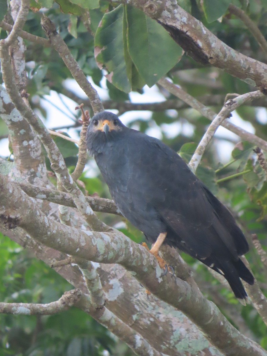 Common Black Hawk - ML646158782