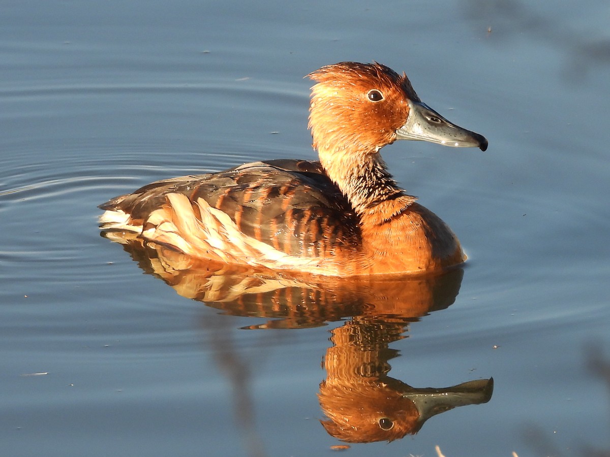 husička bažinná - ML646158791