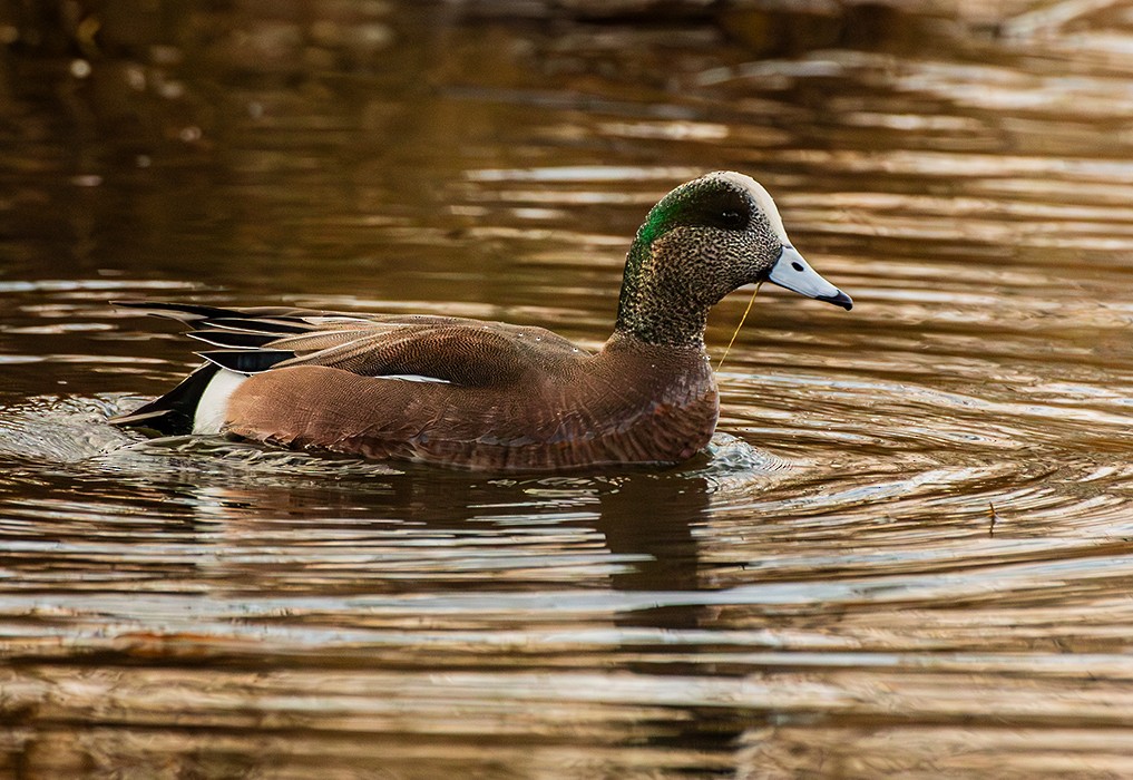 葡萄胸鴨 - ML646158795