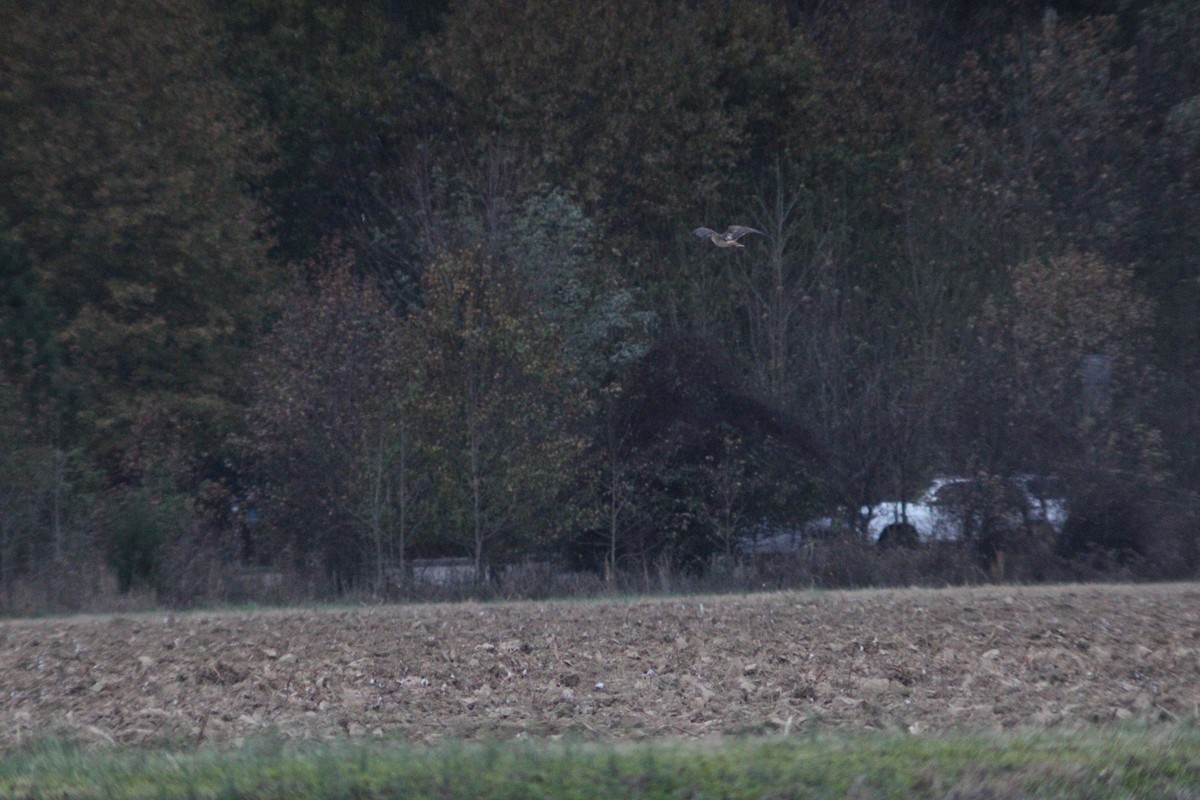 Red-tailed Hawk - ML646158799