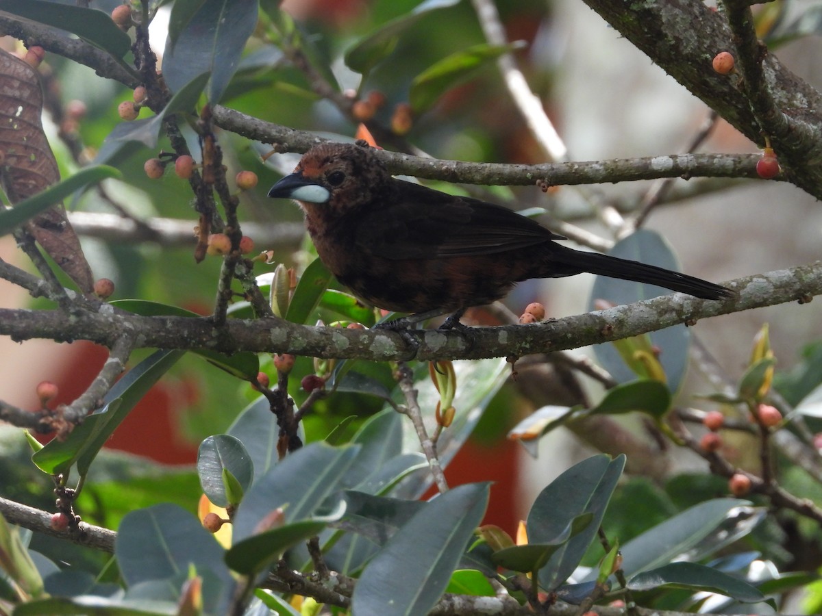 Silver-beaked Tanager - ML646158800