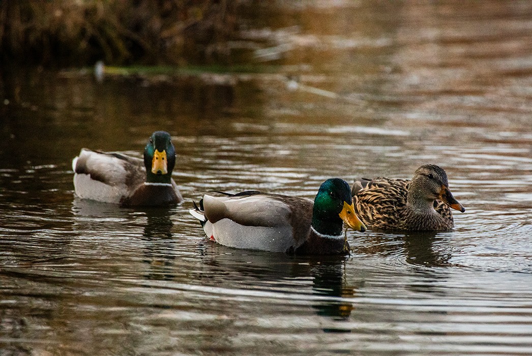 Mallard - ML646158801