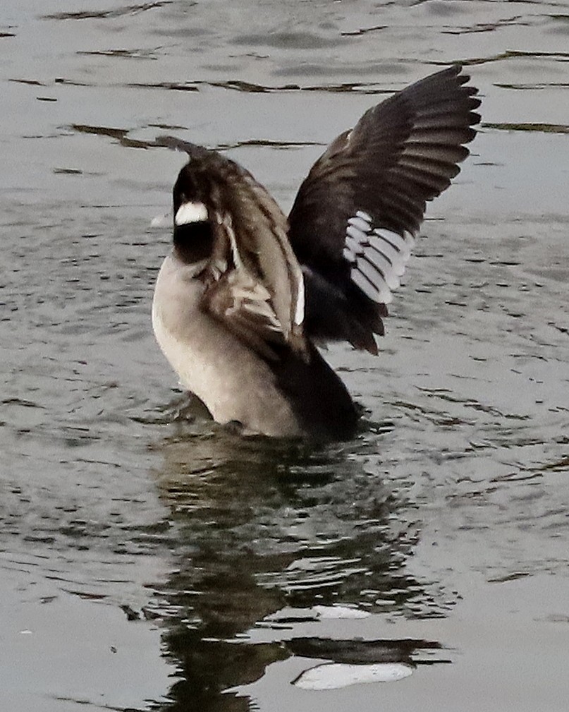 Bufflehead - ML646158803