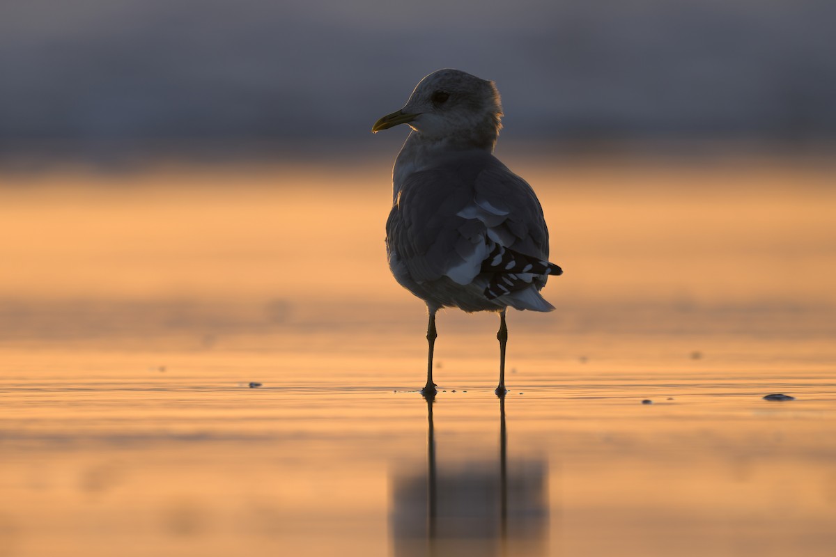 Short-billed Gull - ML646158804