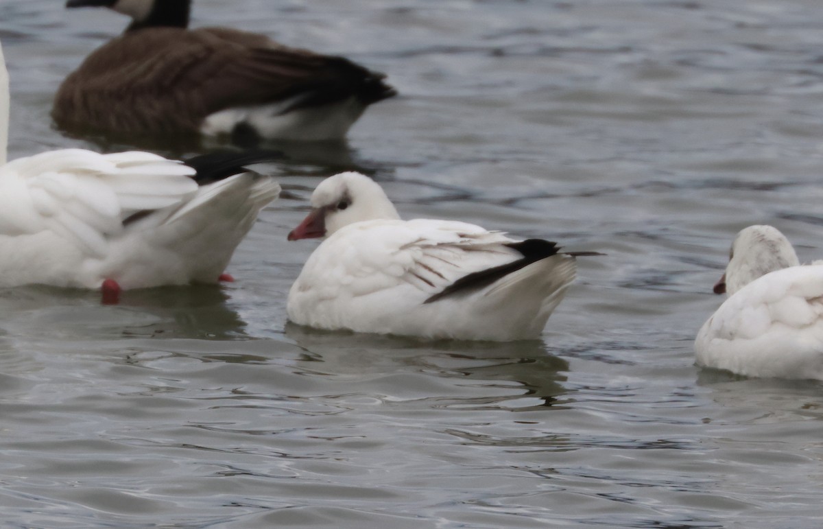 Ross's Goose - ML646158805