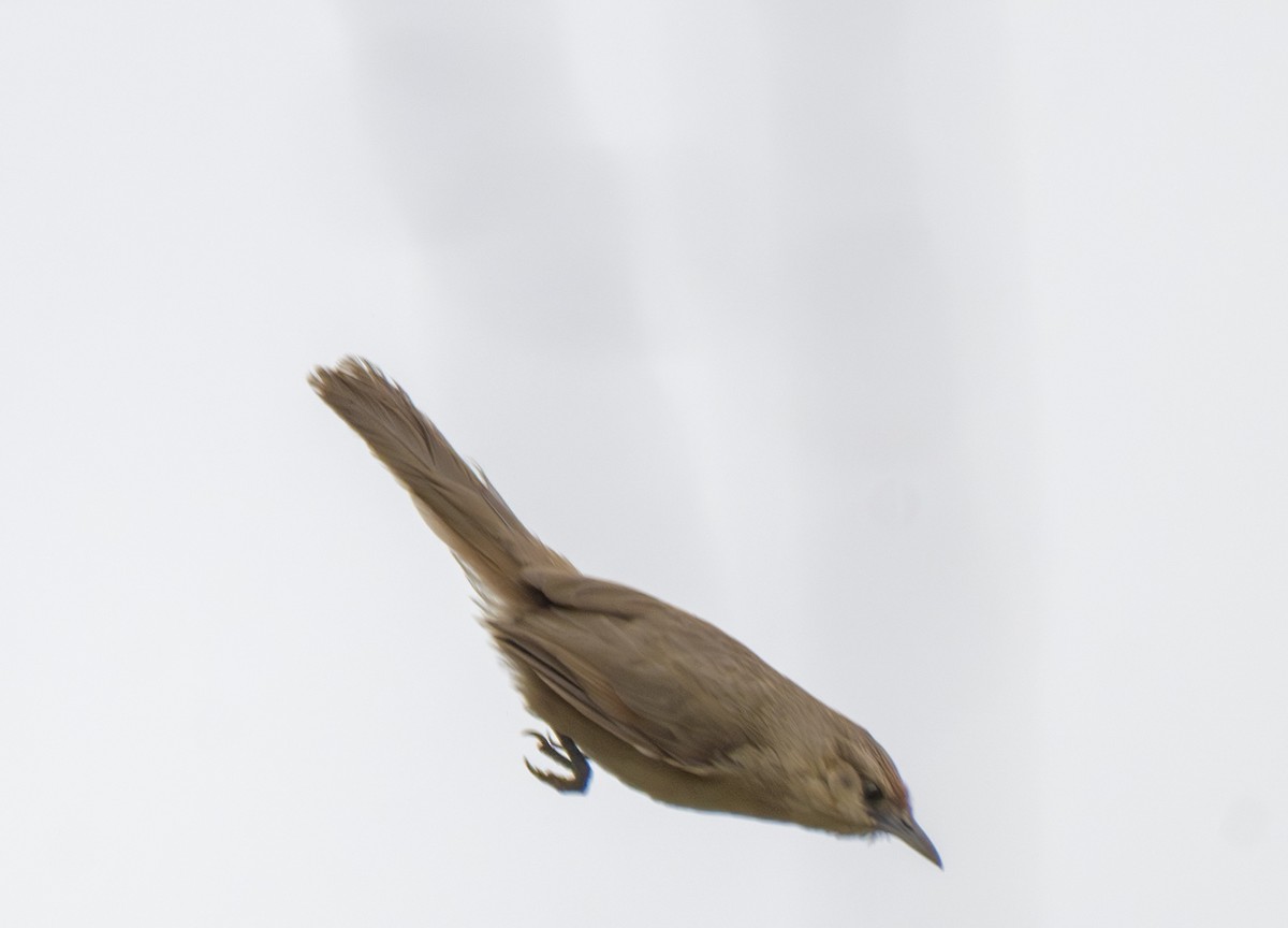 Rufous-fronted Thornbird - ML646158806