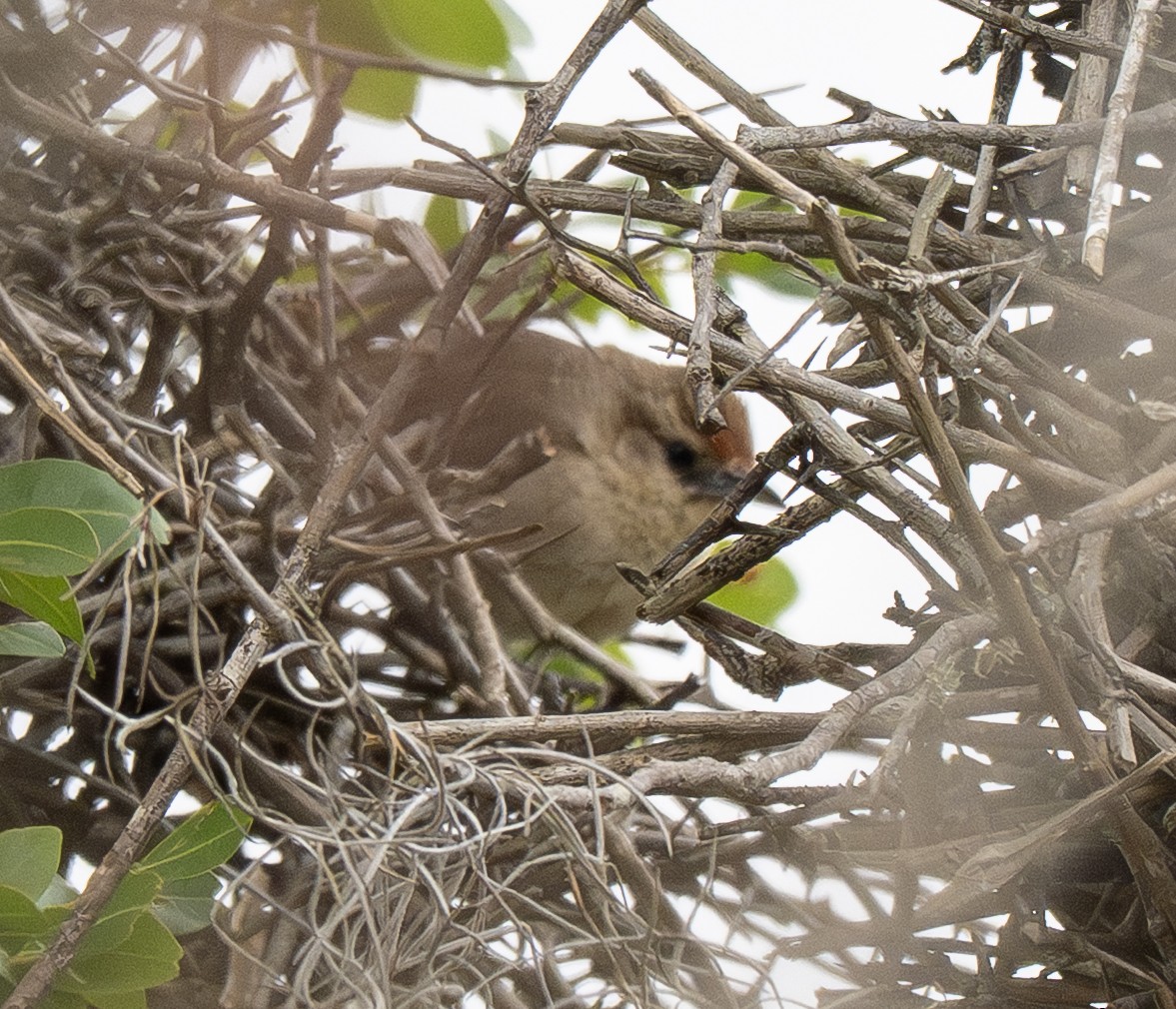 Rufous-fronted Thornbird - ML646158807