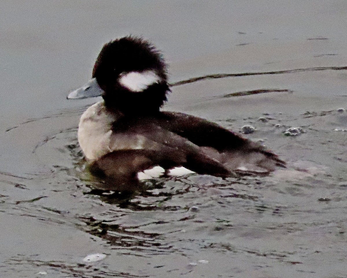 Bufflehead - ML646158808