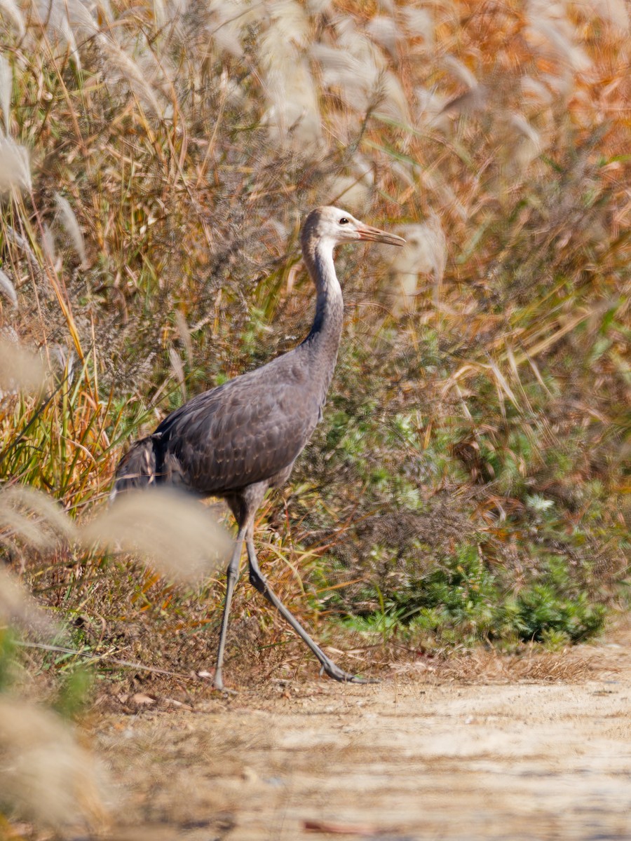 Hooded Crane - ML646158809