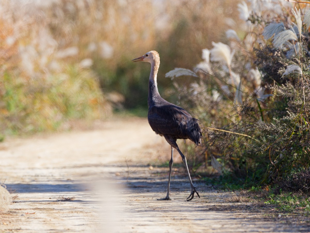 Hooded Crane - ML646158810